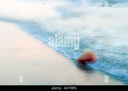 Dreamy conch shell on beach with waves washing over it Hilton Head Island SC USA Stock Photo