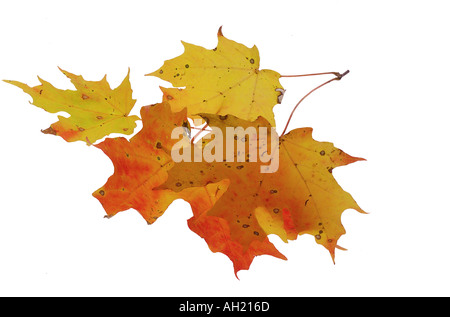 fall leaves silhouetted on white background Stock Photo