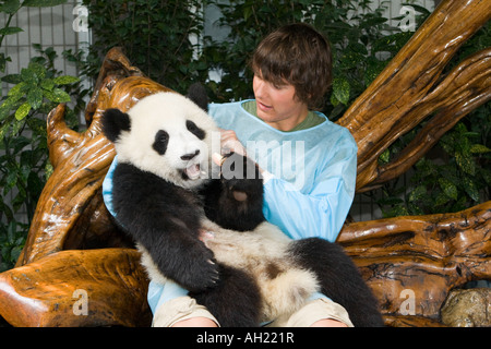 Young man holding eight month old baby Giant Panda at Chengdu Panda Breeding & Research Centre, Chengdu, Sichuan Province, China Stock Photo