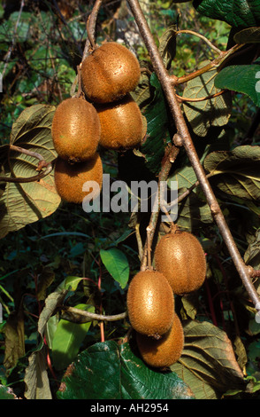 Kiwifruits on Kiwi Tree Stock Photo