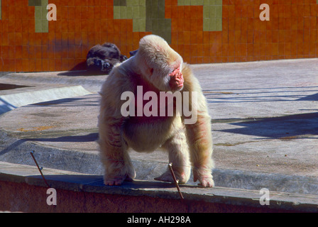 'Snowflake' White Lowlands Gorilla in Barcelona zoo died 2003 Stock Photo