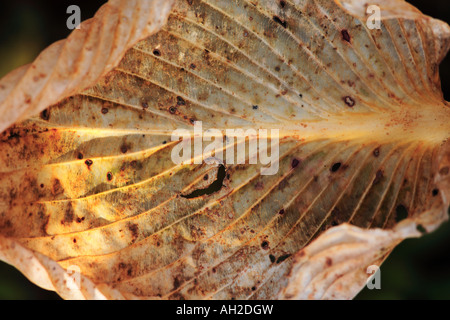 hosta gold standard in late autumn Stock Photo