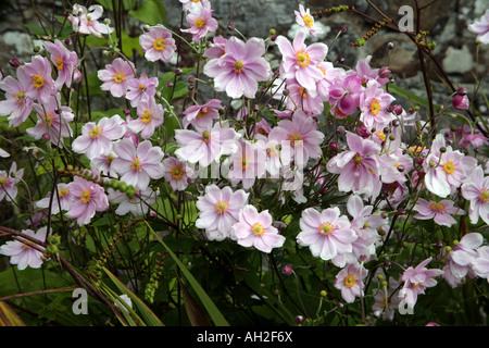 Japanese anemones in Salthill Gardens Mountcharles County Donegal Stock Photo