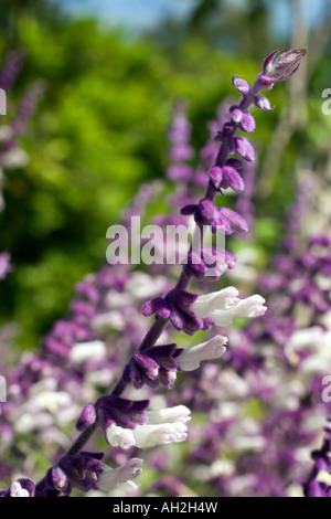 Purple and White Flowers from Mexican Bush Sage Stock Photo