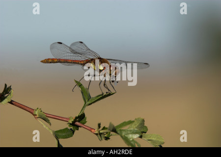 Dragonfly assumed Common Darter Sympetrum striolatum eating a fly Kent UK summer Stock Photo