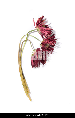 red flowers on white background, studio shot Stock Photo