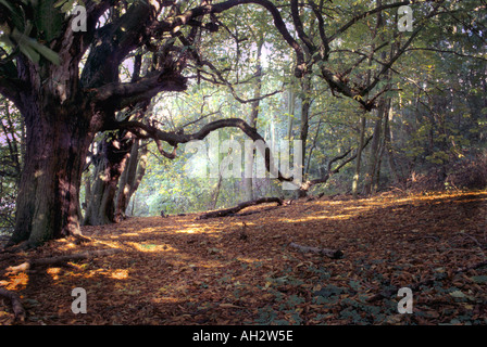 Croxby Woods - Lincolnshire UK Stock Photo