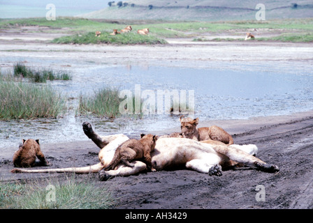 Lioness playing with her cubs in the Ngorongoro Crater,Tanzanier,Africa Stock Photo