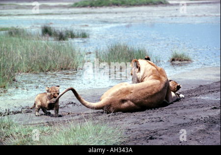 Lioness lying on her side playing with her cubs near a lake in the Ngorongoro Tanzania