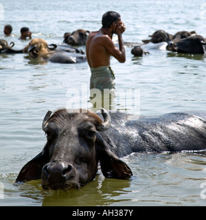 People and buffaloes bathing in the river. Shivala Ghat. Ganges river. Varanasi. India Stock Photo