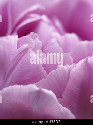 Closeup detail of purple tulip petals Stock Photo