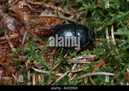 Geotrupes stercorarius Dung Beetle amongst pine needles in a coniferous woodland Stock Photo
