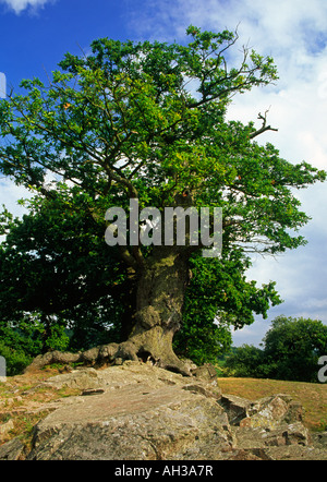 Ancient oak tree and rocks in Bradgate Park Leicestershire England UK Stock Photo