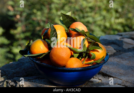 Freshly picked tangerines in November Crete Stock Photo