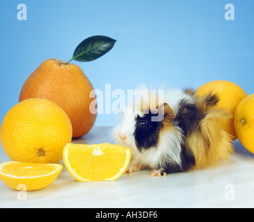 PORTRAIT of an angora guinea pig nibbling on a slice of orange VITAMIN C Stock Photo