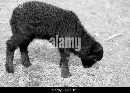 Black and white photograph of newly born cute young black lamb in spring fields at outside farm Stock Photo