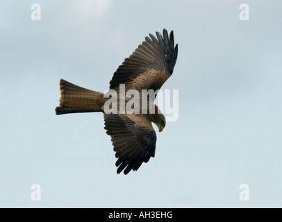 European Black Kite Milvus migrans migrans Stock Photo
