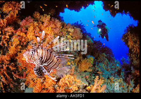 lionfish cave red sea Stock Photo