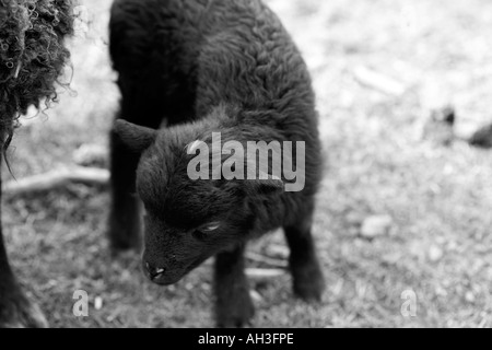 Black and white image of newly born cute young black lamb next to mother in spring fields at outside farm Stock Photo