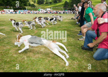 Hound trailing at Ambleside Sports, Lake district, UK Stock Photo