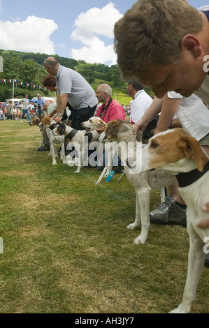 Hound Trailing at Ambleside sports, Lake district, UK Stock Photo
