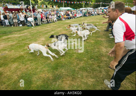 Hound Trailing at Ambleside sports, Lake district, UK Stock Photo