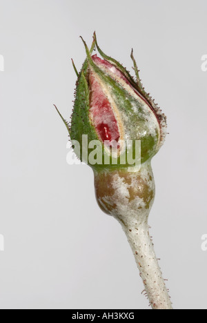 Powdery mildew (Podosphaera pannosa) on rose bud Stock Photo