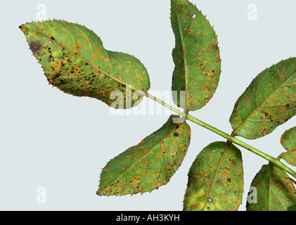 Rose rust Phragmidium tuberculatum pustules on rose leaf lower surface Stock Photo
