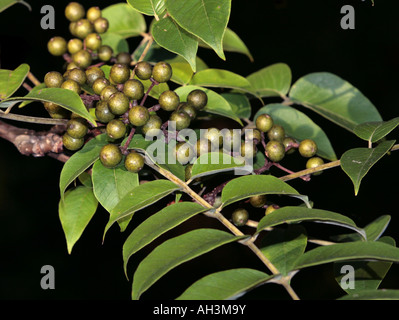 Berrys of the Lavalle Corktree. Stock Photo