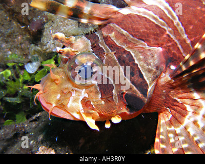 Zebra Lionfish Face, Dendrochirus zebra Stock Photo