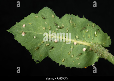 Currant sowthistle aphid Hyperomyzus lactucae alates adults immatures on a sowthistle leaf Stock Photo