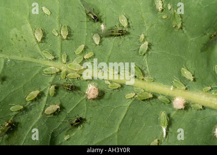 Currant sowthistle aphid Hyperomyzus lactucae alates adults immatures on a sowthistle leaf Stock Photo
