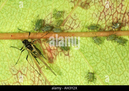 Alate rose aphid Macrosiphum rosae with immatures on a rose leaf Stock Photo
