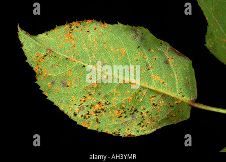 Rose rust Phragmidium tuberculatum pustules on rose leaf lower surface Stock Photo