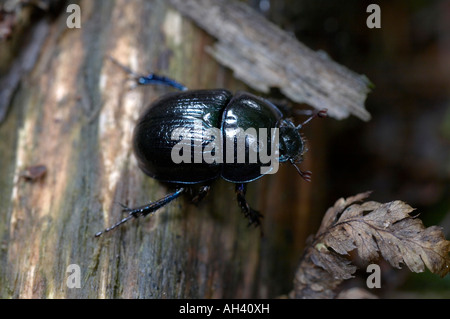 Geotrupes stercorarius Dung Beetle Stock Photo