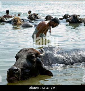 People and buffaloes bathing in the river. Shivala Ghat. Ganges river. Varanasi. India Stock Photo