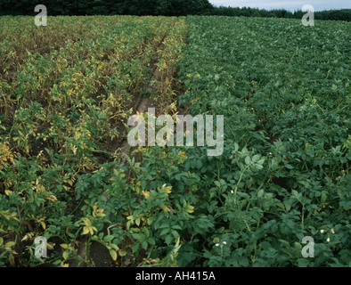 Two varieties of potatoes one resistant the other susceptible to golden potato cyst nematode Globodera rostochiensis Stock Photo