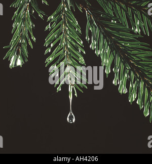 Rain water droplet running off Norway spruce needles, Picea abies Stock Photo