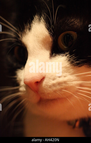 domestic short-haired cat, black and white Stock Photo