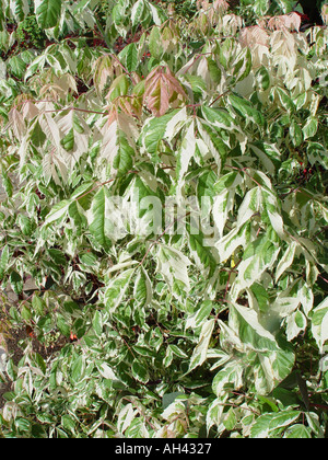Acer negundo Flamingo Box maple Variegated foliage garden tree shrub Stock Photo