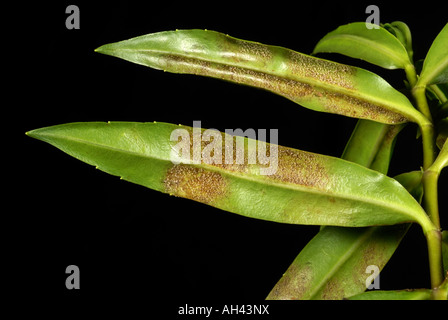 Fungal infection and mycelium of downy mildew Peronospora grisea on hebe leaf underside Stock Photo