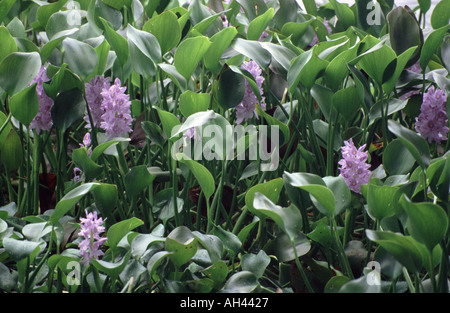 Water Hyacinth, Eichhornia Crassipes, Costa Rica Stock Photo