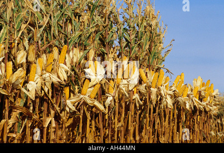 HUSKED FIELD CORN DISPLAY AT HARVEST TIME.  S.E. MINNESOTA NEAR HASTINGS.  LATE FALL. Stock Photo