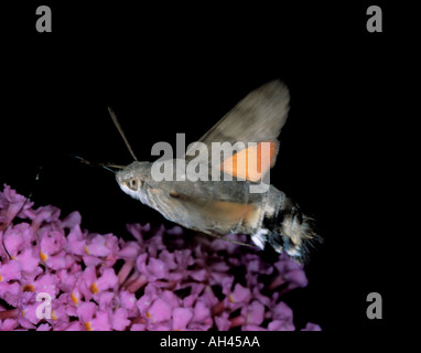 Humming bird hawk moth (Macroglossum stellatarum). Stock Photo