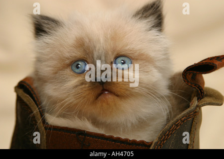 Kitten in boot High resolution digital camera photo Stock Photo