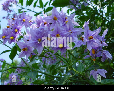 Solanum crispum Climbing ornamental flowering potato Solanaceae syn Lycianthes Stock Photo