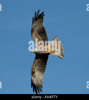 European Black Kite Milvus migrans migrans Stock Photo