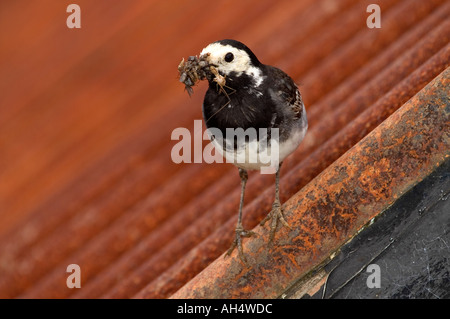 Pied wagtail motacilla alba ssp yarellii on roof top with insects to take back to nest Stock Photo