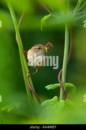 Wren with a caterpillar for its young June 2005 Isles of Scilly Troglodytes troglodytes Stock Photo