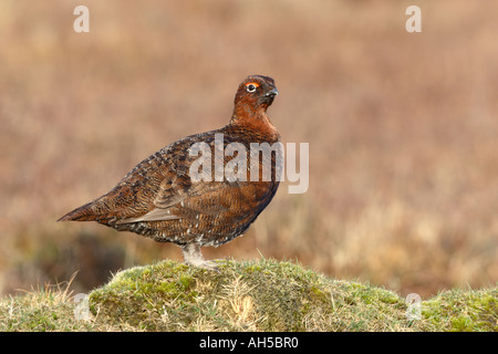 Red grouse (Lagopus lagopus scoticus) male standing on grassy moorland in warm light Stock Photo